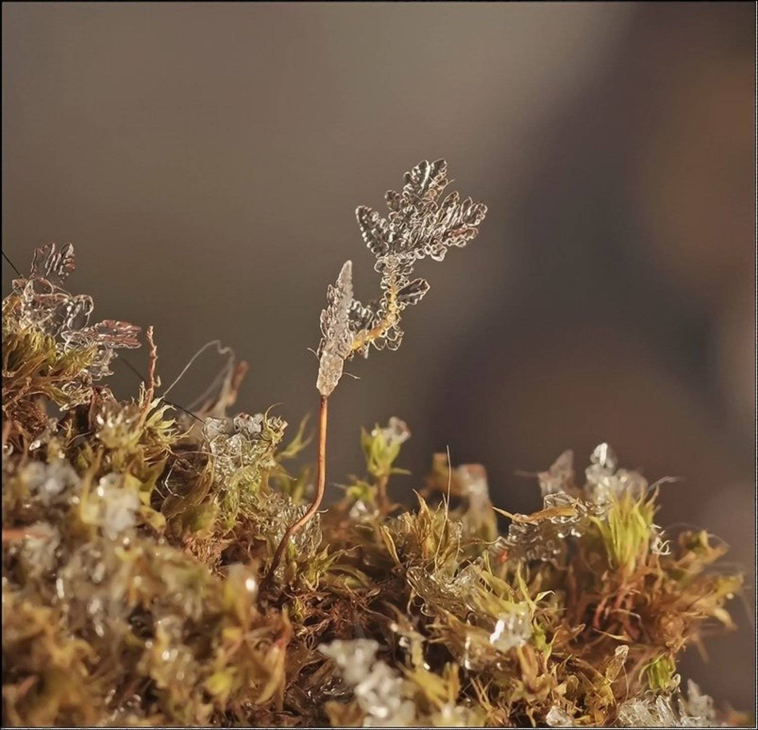 , Андрей Осокин