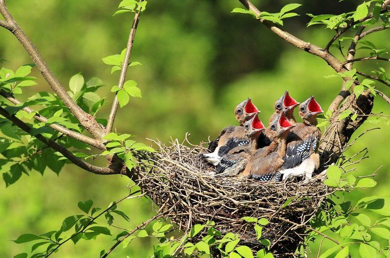 Jay\'s family фото превью