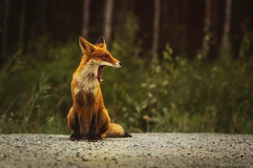 .FOX.