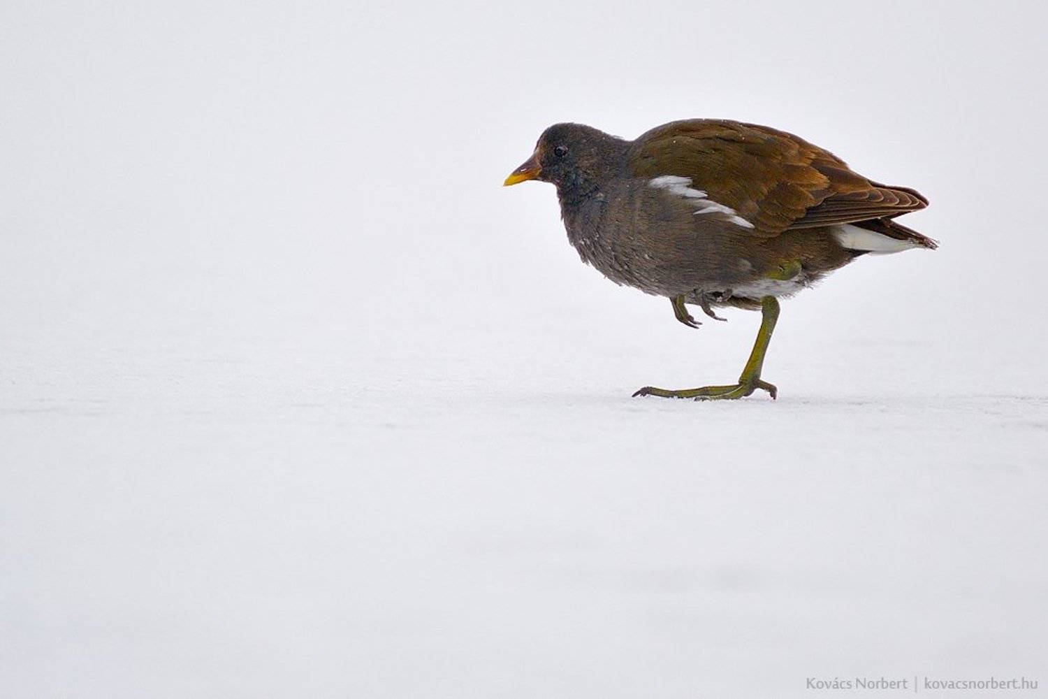 , Kov&aacute;cs Norbert