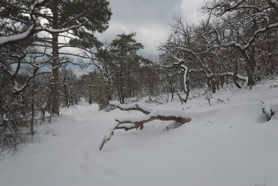 , Саша  Вайсберг / Waldschnepfe /