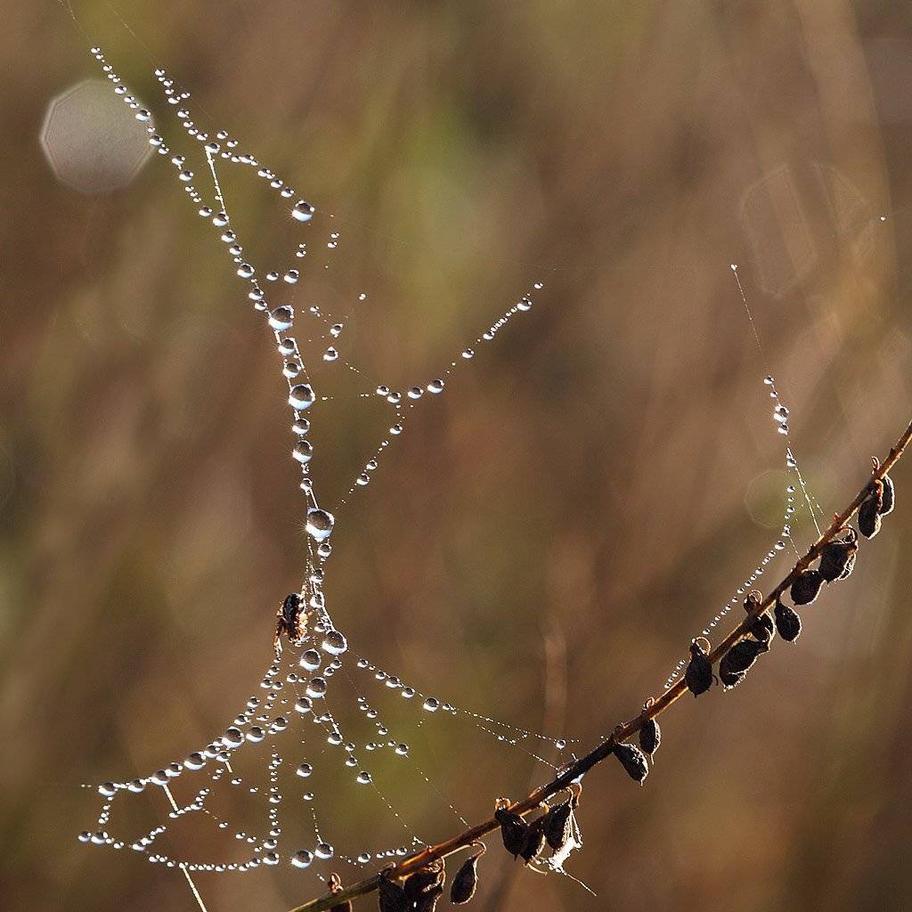 , Сергей Таланов