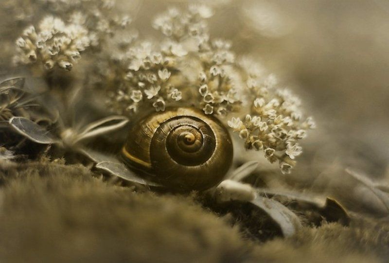 . фото превью