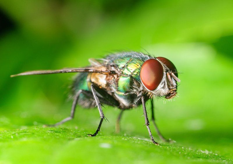 Fly, Macro, Зеленая, Макро, Муха  фото превью