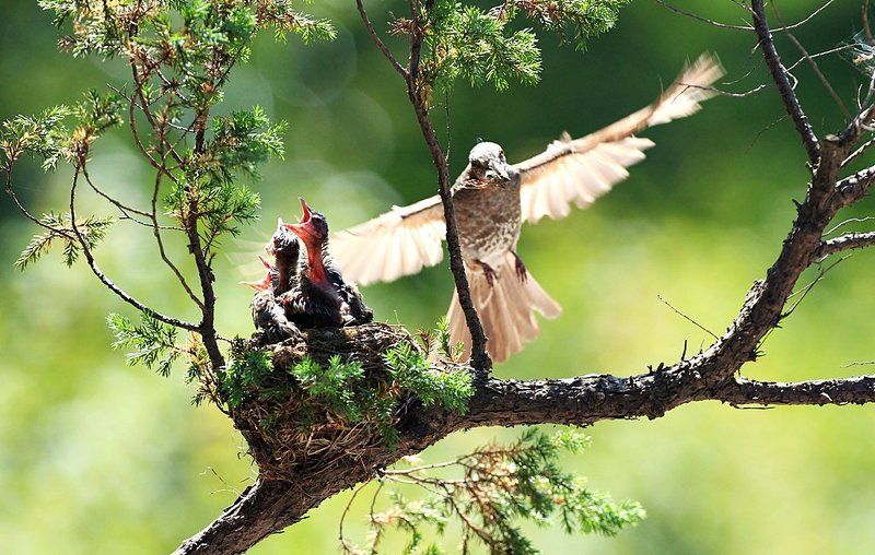 Hypsipetes amaurotis фото превью