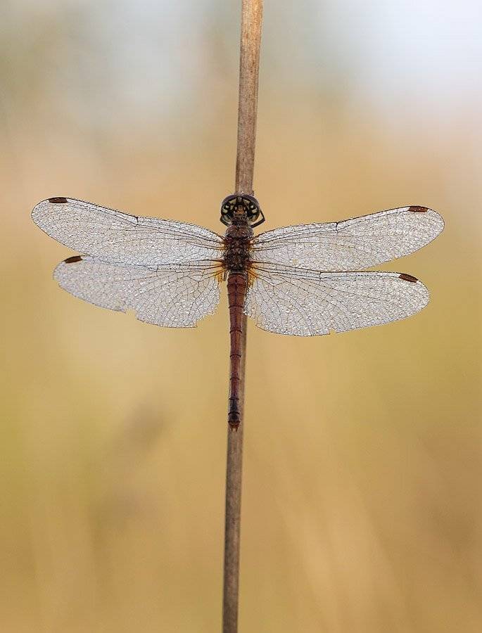 , Сергей Таланов