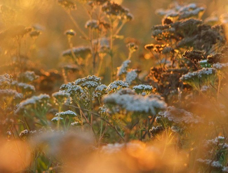 Ностальгия фото превью