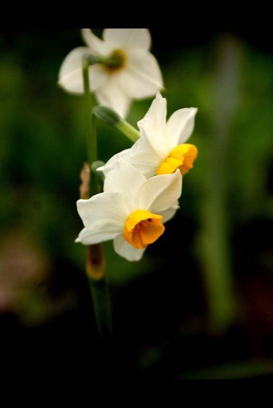 ! фото превью