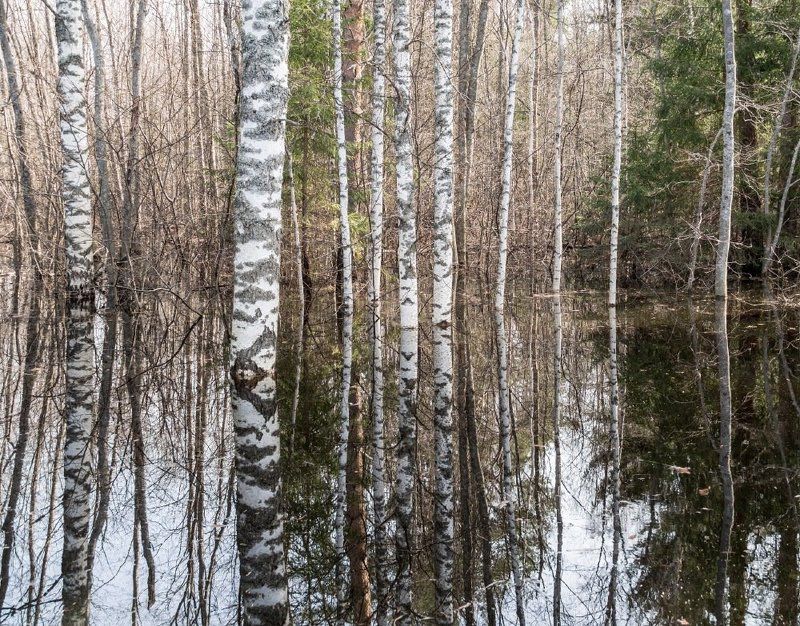 Половодье фото превью