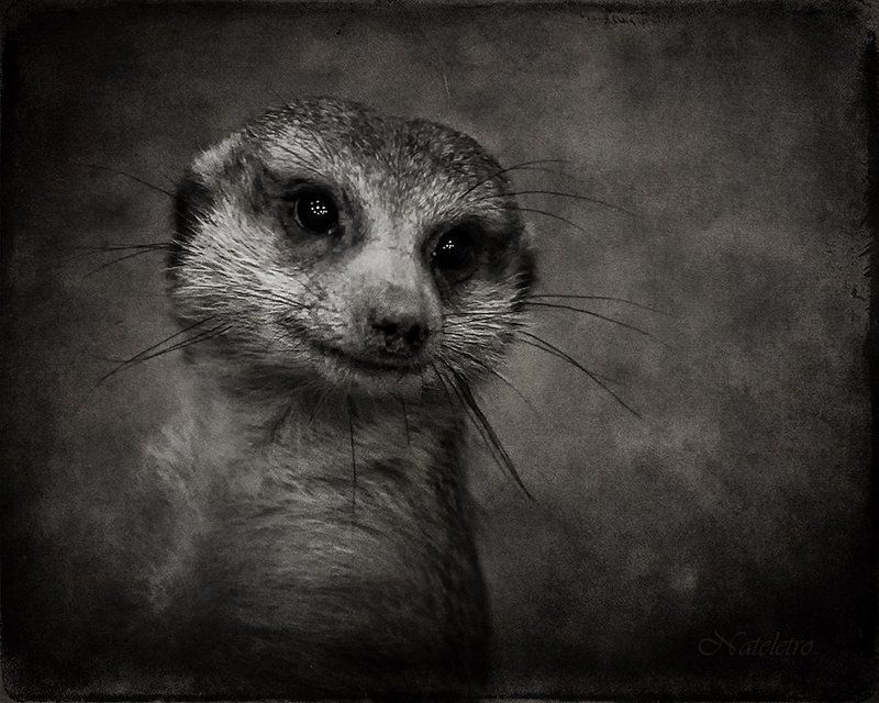 суриката Суриката или От улыбки станет всем светлей... ) фото превью