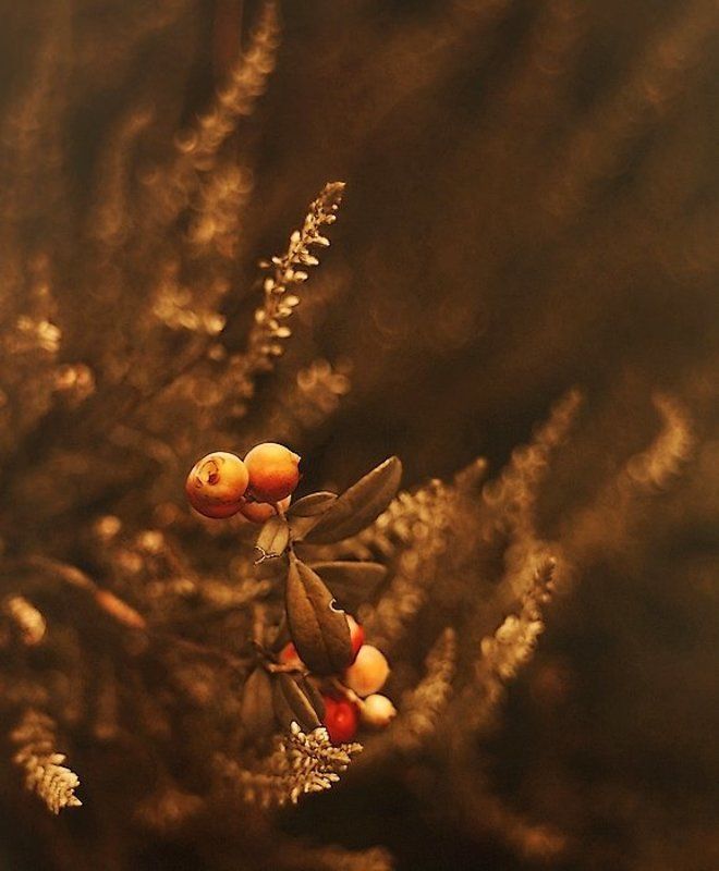 . фото превью