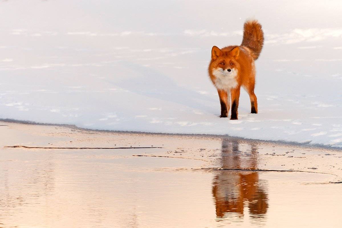 , Денис Будьков