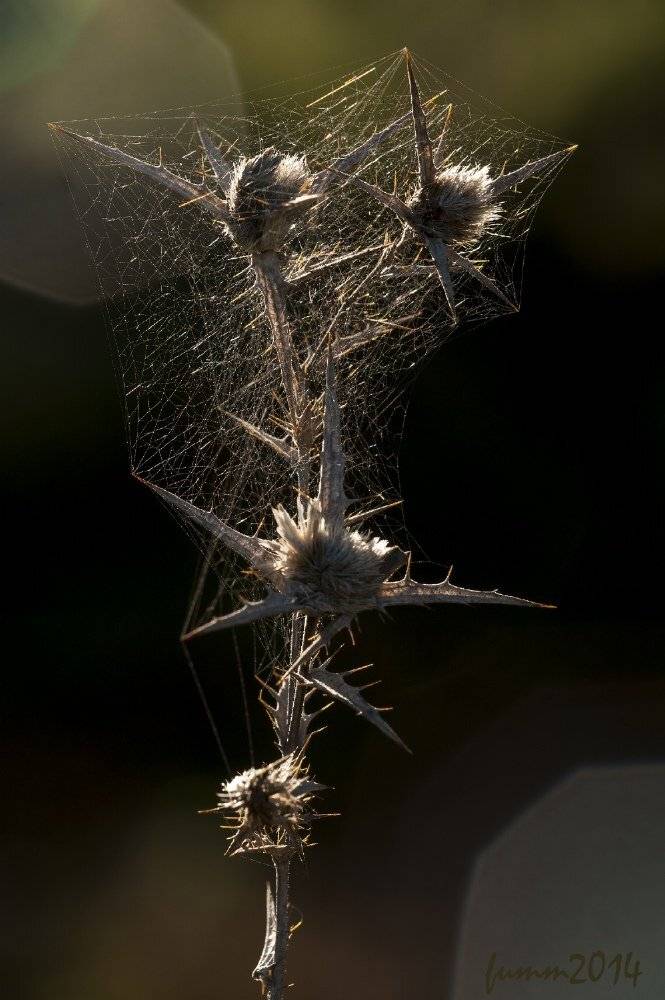 , Игорь ФУММ