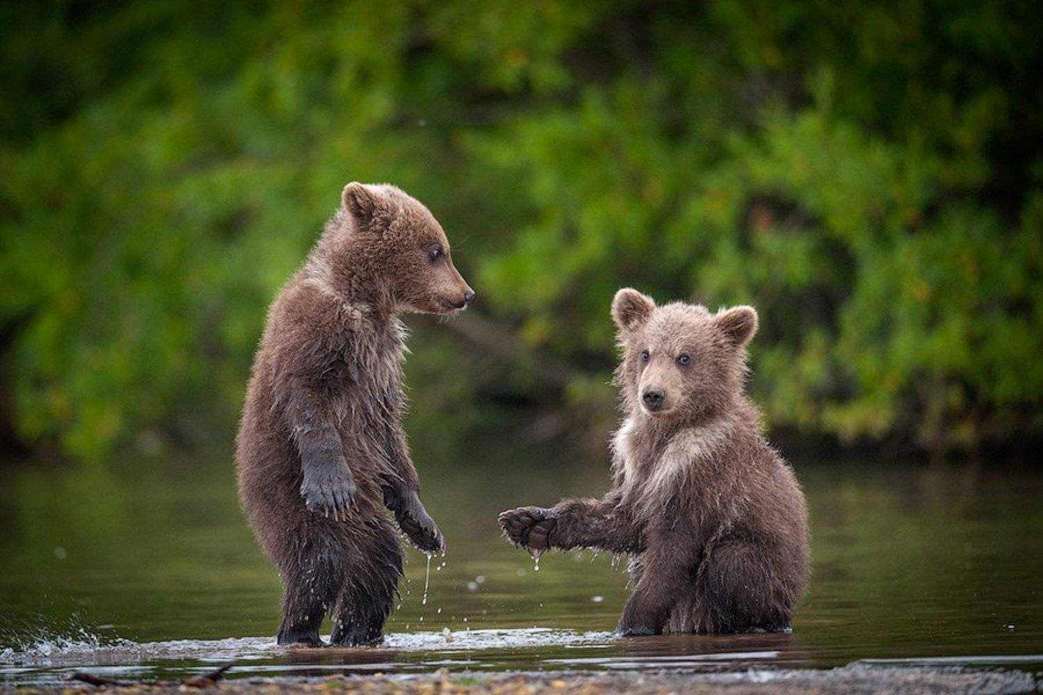 Бурый медведь, Дикая природа, Медвежата, СергейИванов, Южно-камчатский заказник, Сергей Иванов