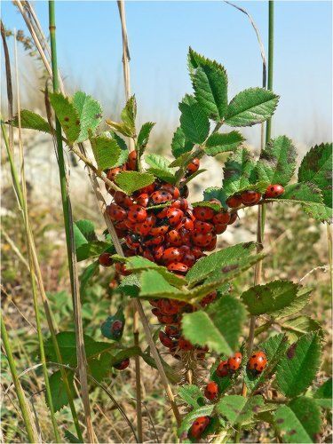 Свистать всех наверх
