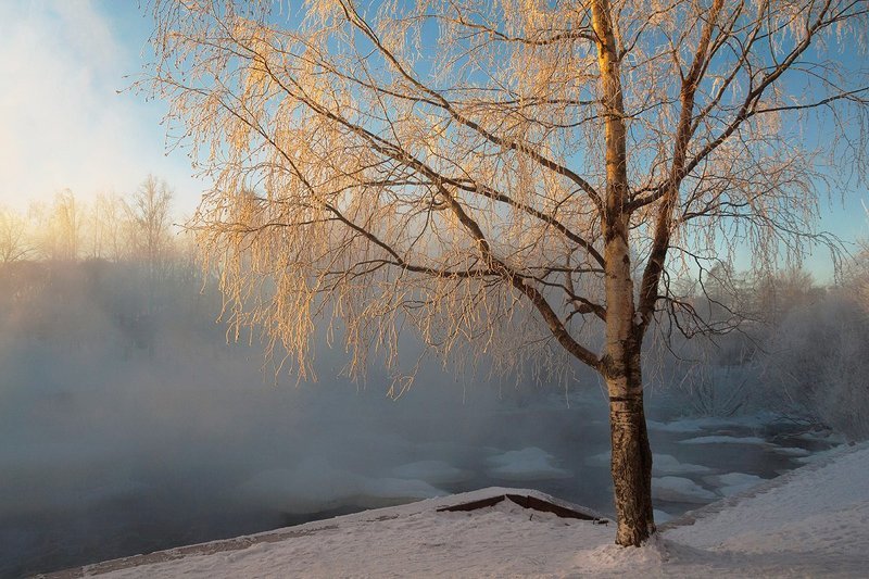 Про березу фото превью