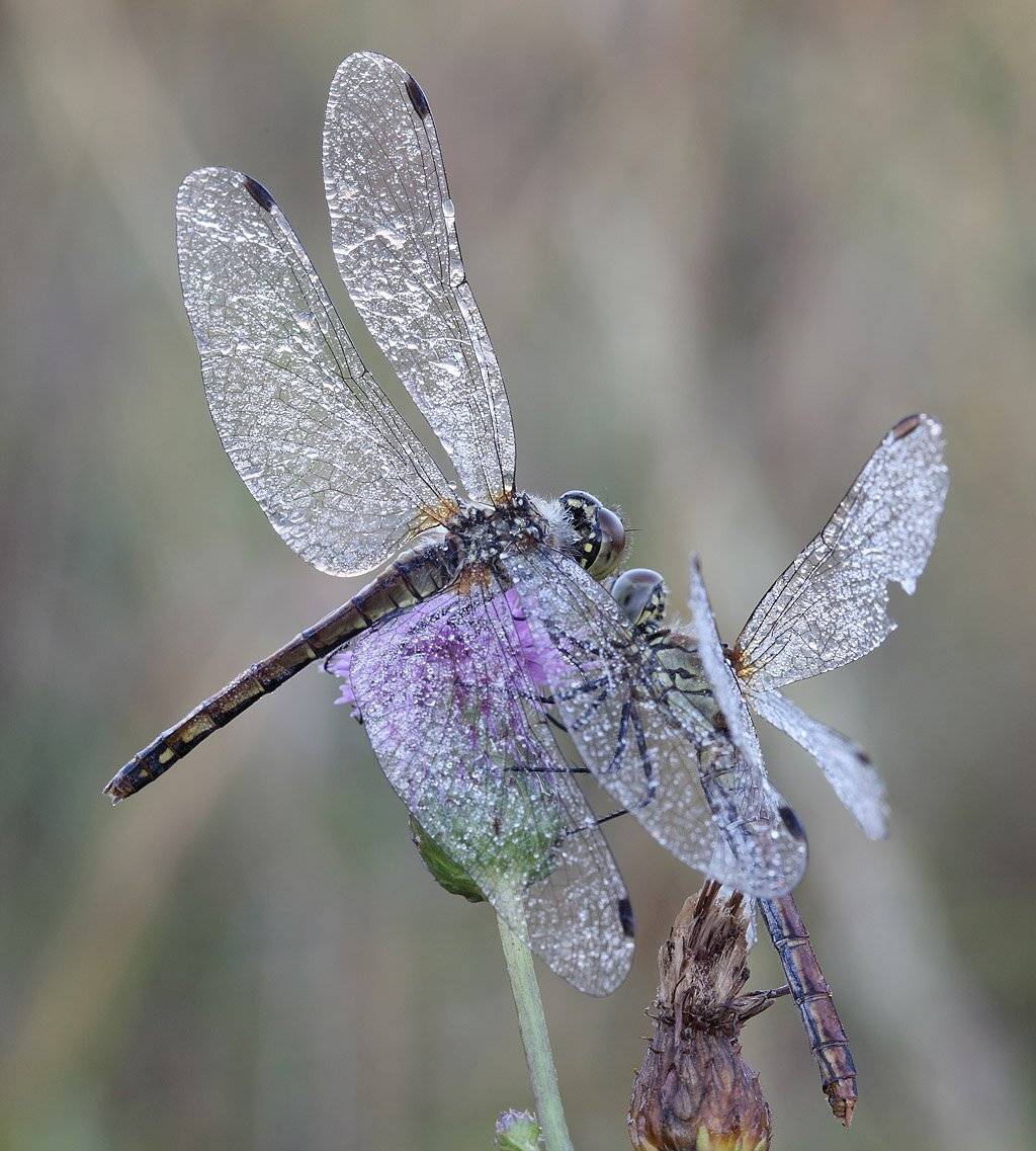 , Сергей Таланов