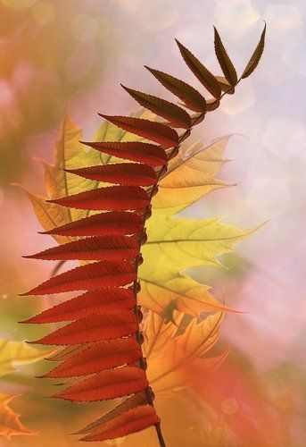 И рыжая тоже...