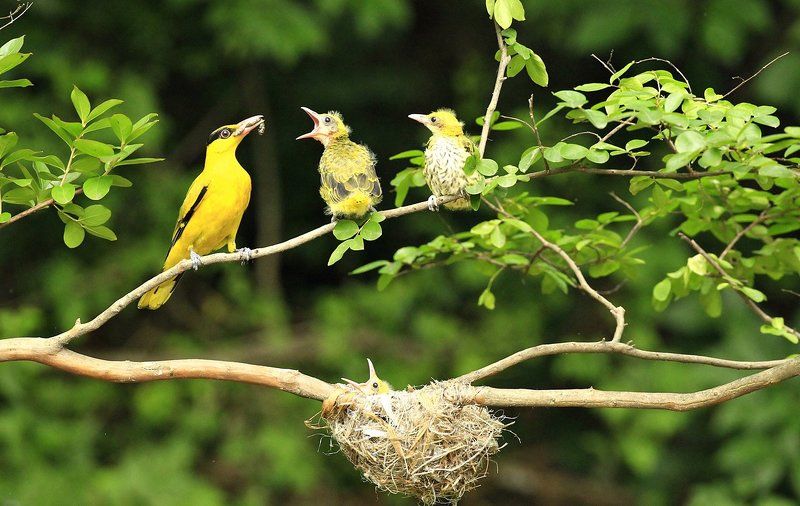 Mother\'s day фото превью