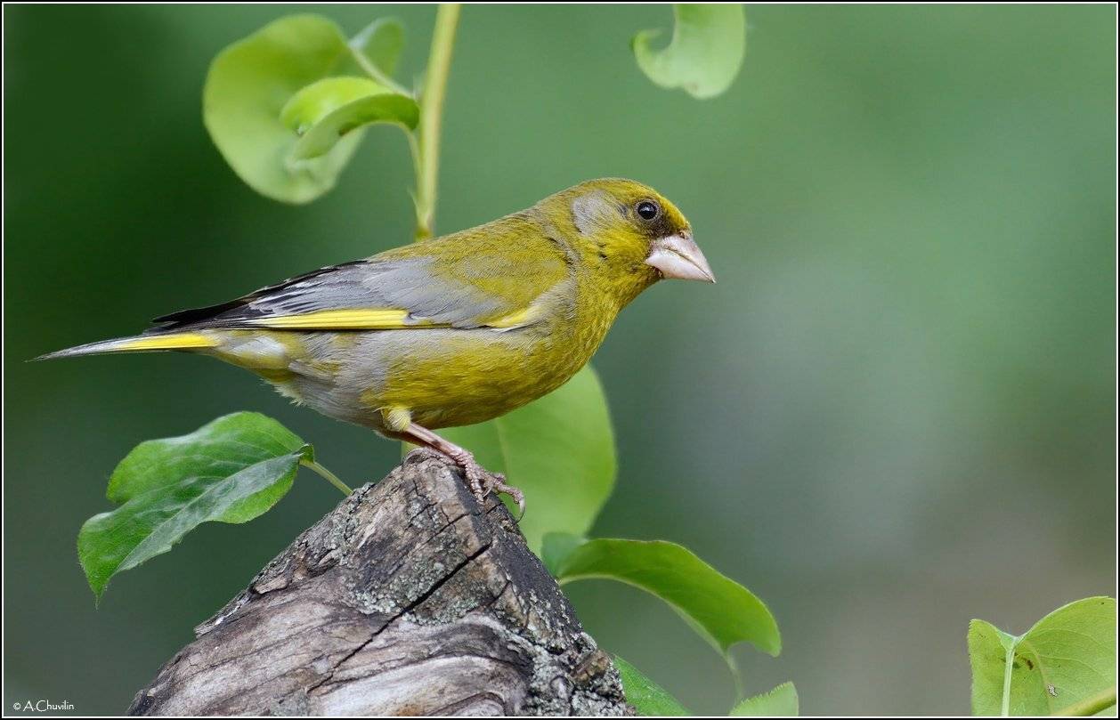 птица,зеленушка,оливковый, Александр Чувилин