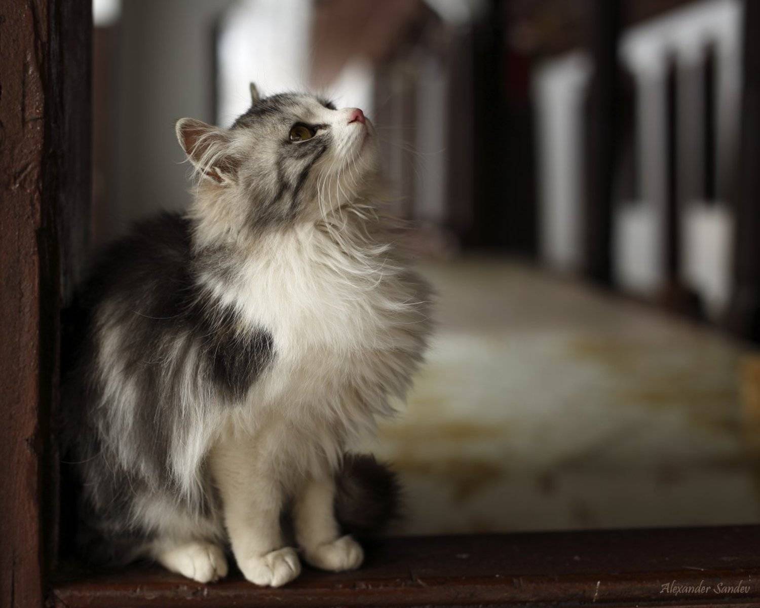 , Александър Сандев