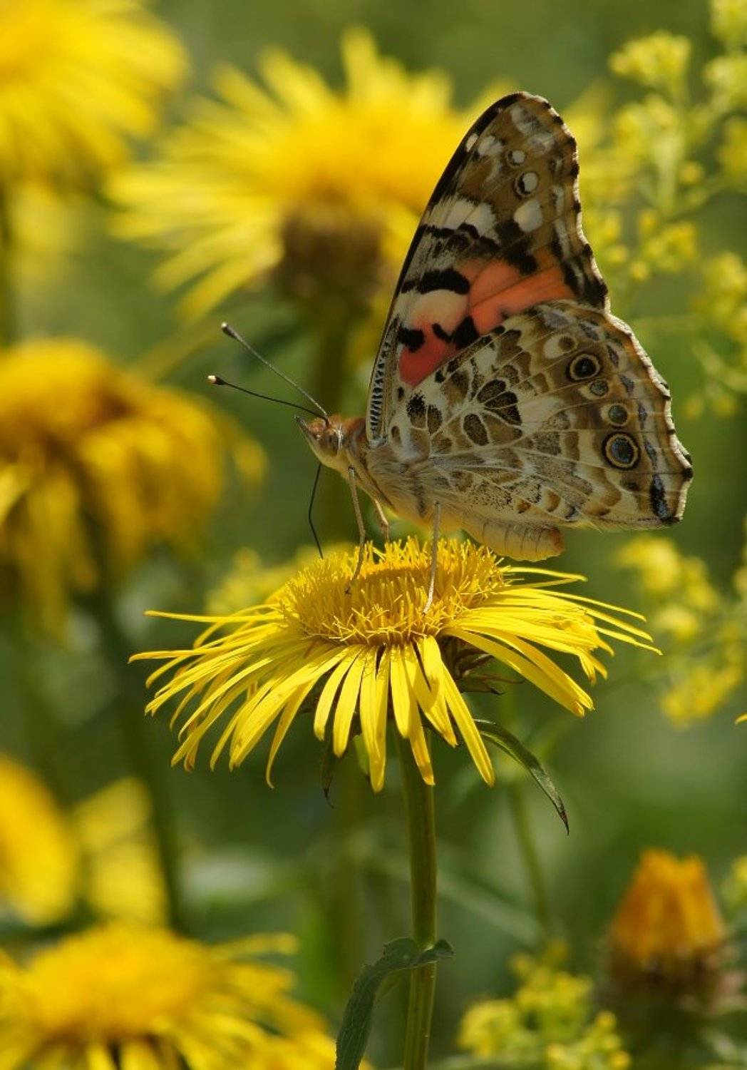 , Чепленко Алексей