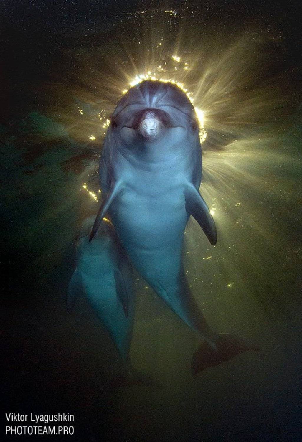 , Витя Лягушкин