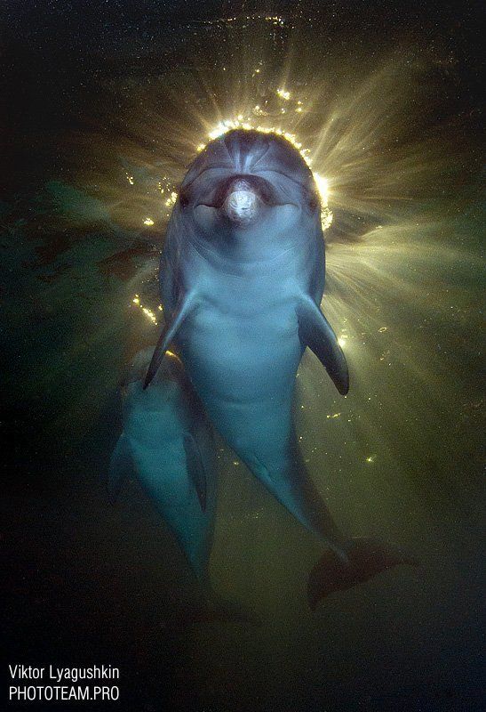 Святой дельфин фото превью