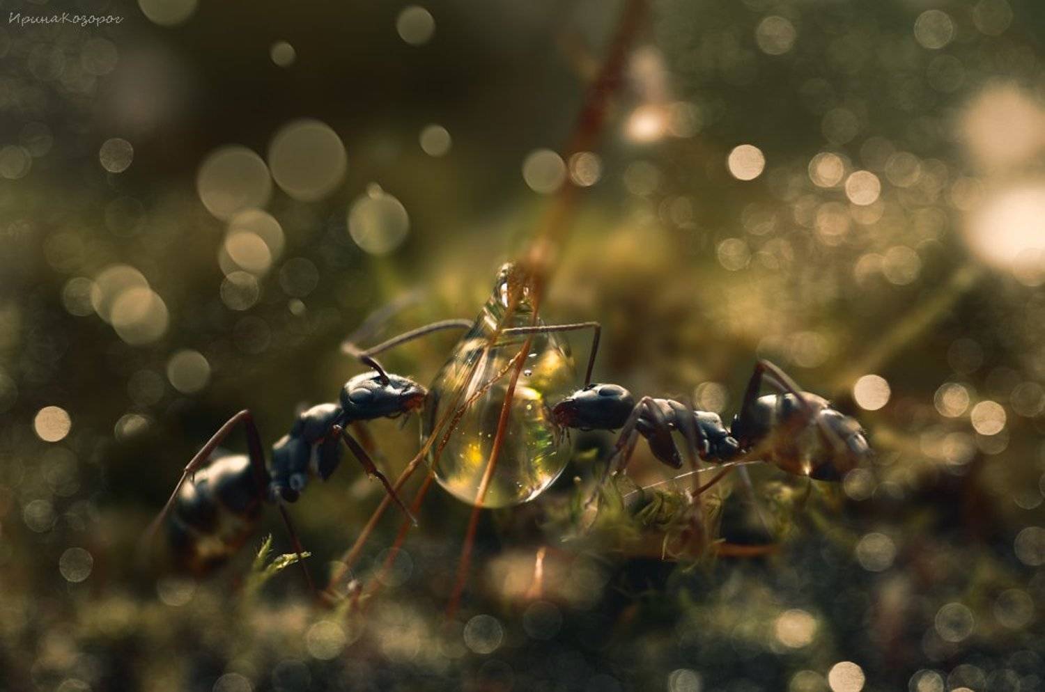 , Ирина Козорог