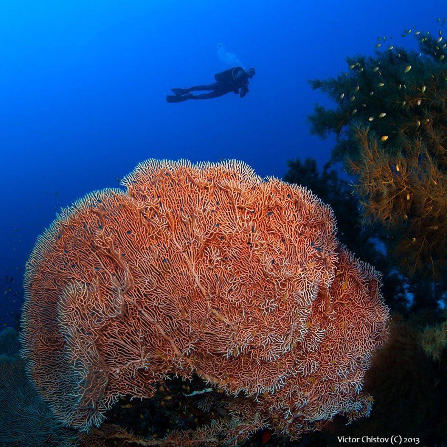 Coral, Diver, Gorgonaria, Виктор Чистов