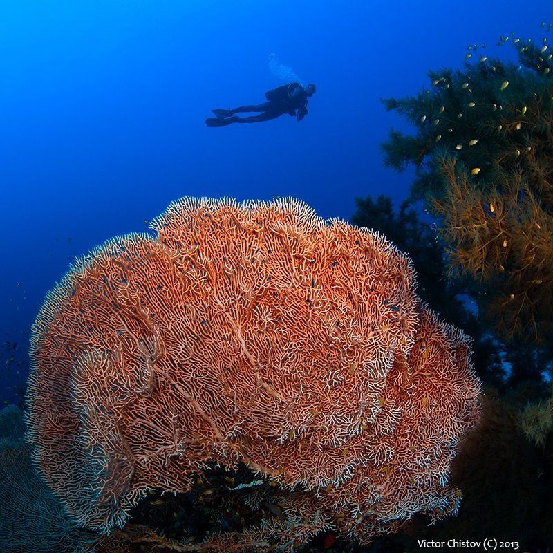 Coral, Diver, Gorgonaria О том, что встречается на морском дне фото превью