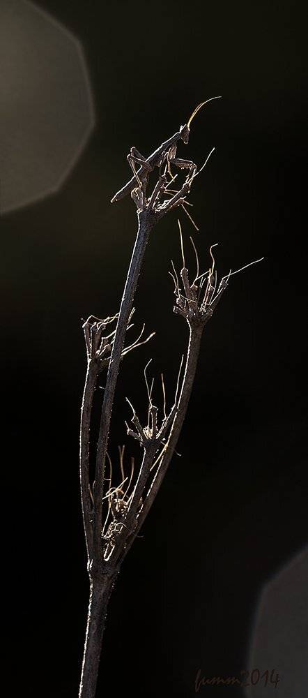 , Игорь ФУММ