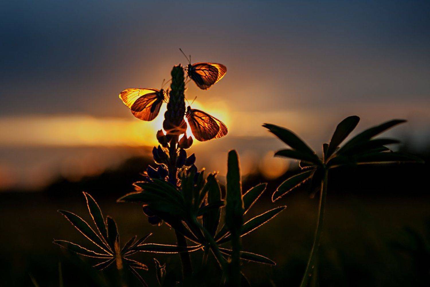 , Владимир Чуприков
