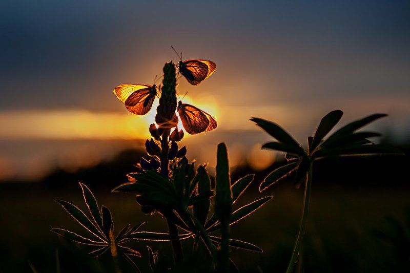 Про лето фото превью