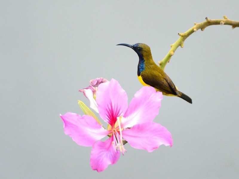 Borneo, Дикие животные Last trip in Borneo nov-dic 2013 фото превью