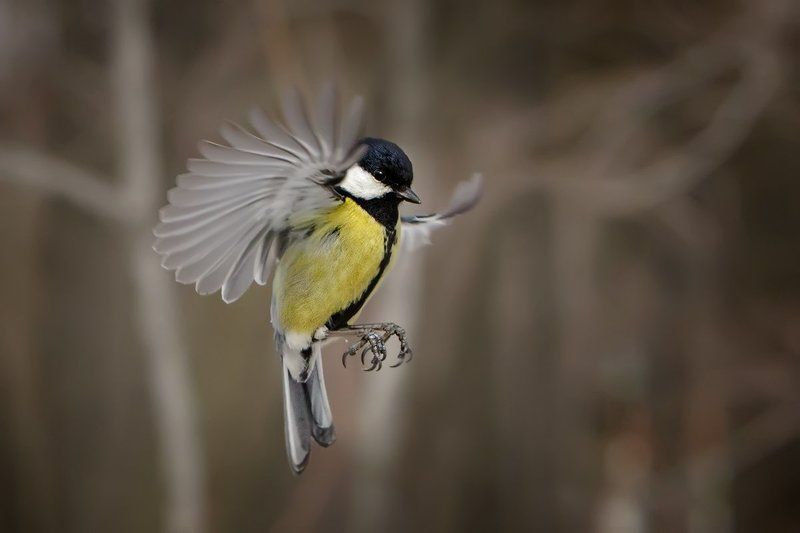 *** фото превью