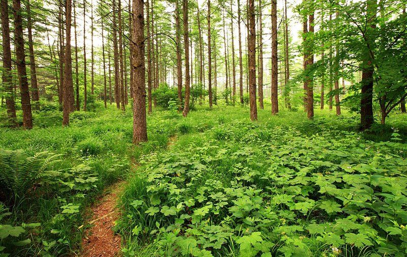 Fresh Green фото превью