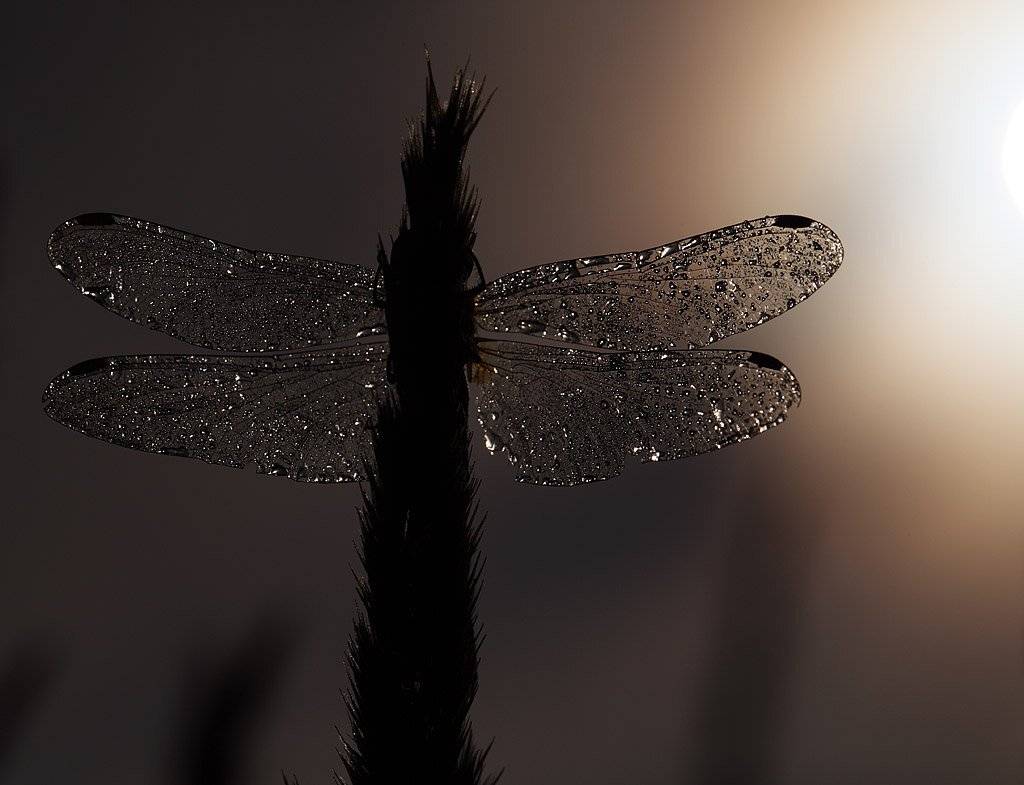 , Сергей Таланов