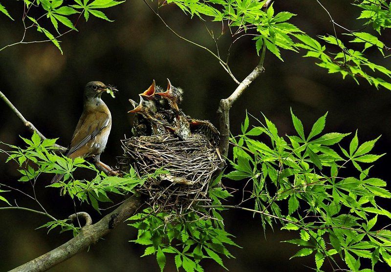 Mother\'s love фото превью