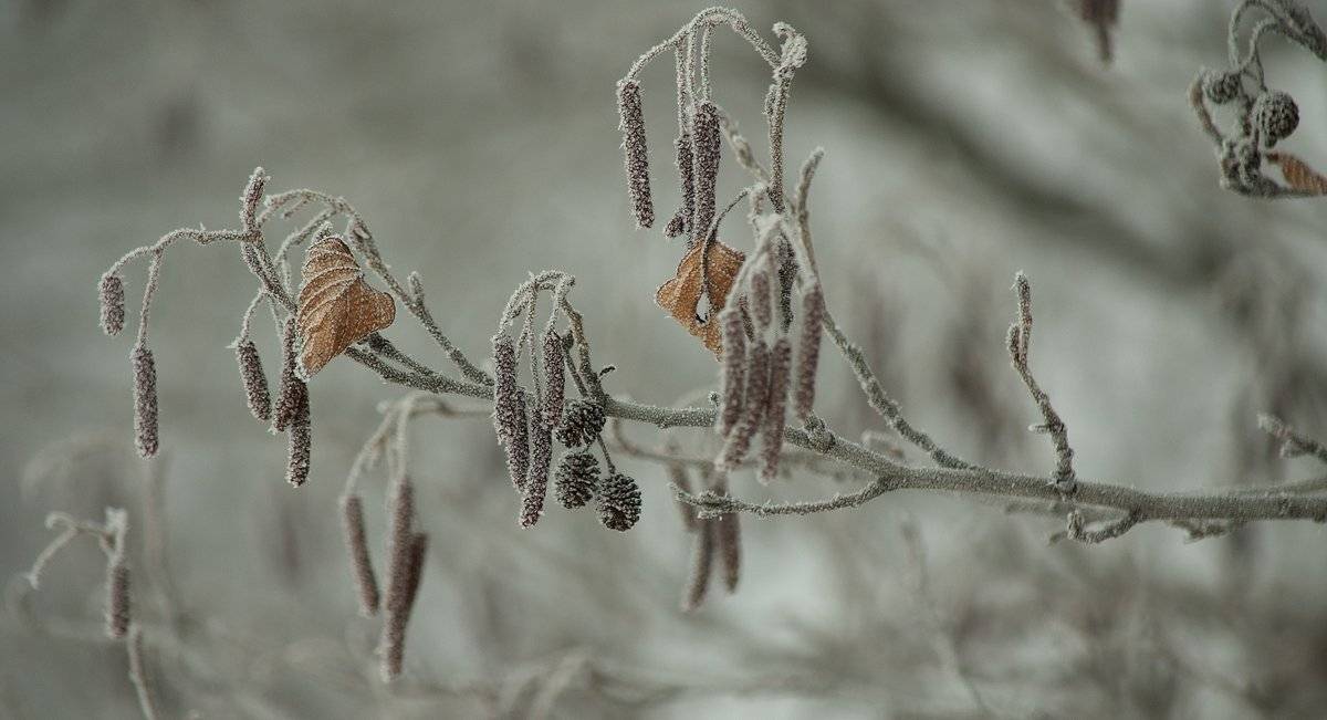 , Николай Шахманцир