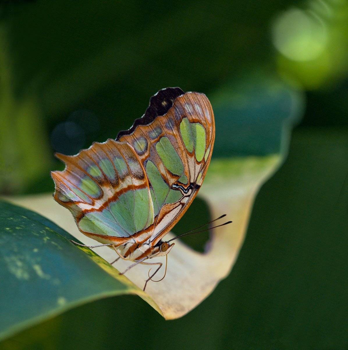 , Андрей Канышев