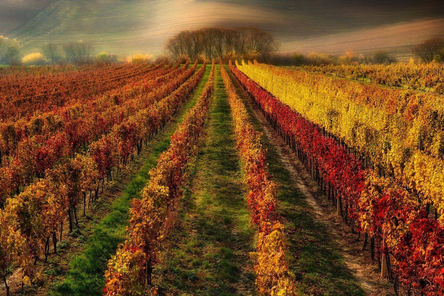 , Pawel Kucharski