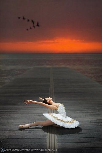Swan dream