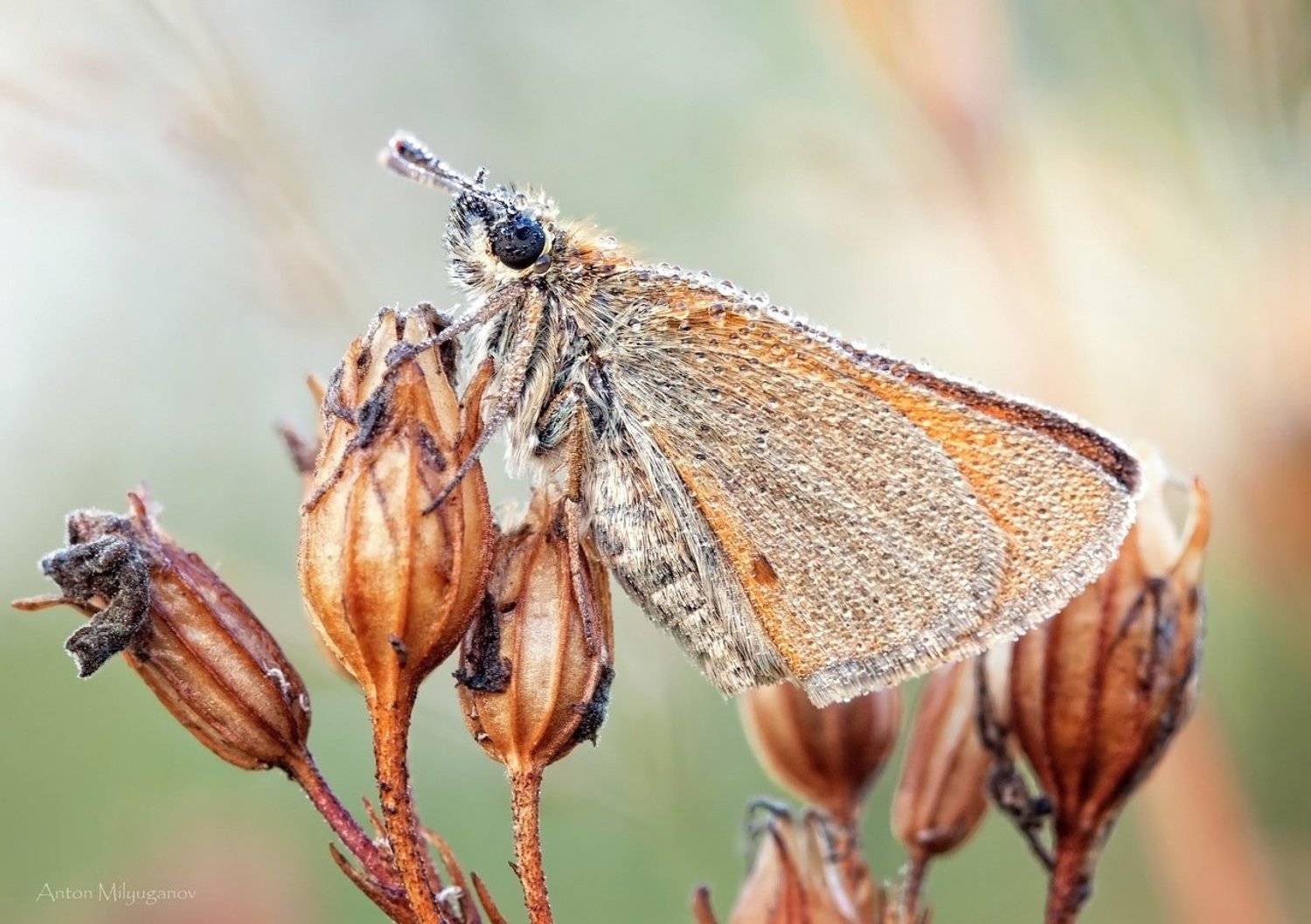 Макро, Макро красота, Макро природа, Насекомое, Природа, Антон Милюганов