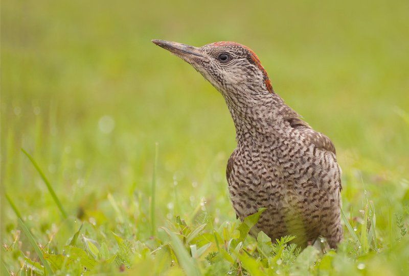 Зелёный дятел фото превью