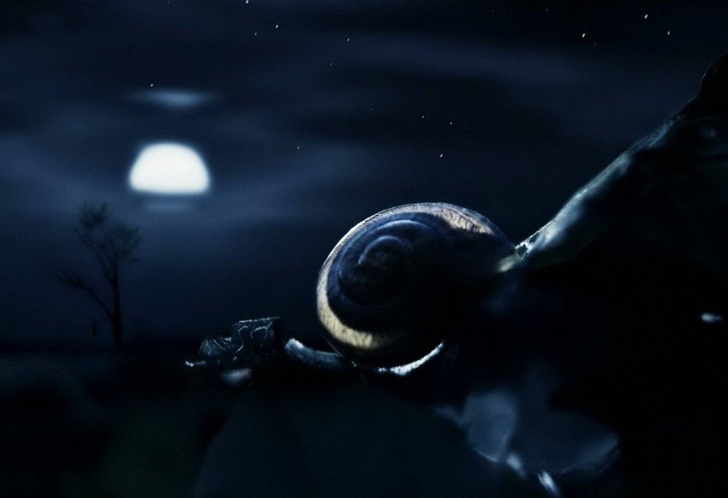 wake,snail,night,tragedy,, Эмеральд Ваке &copy;