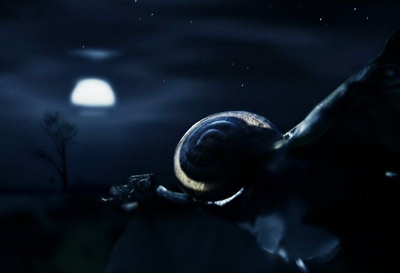 Snail Sleep фото превью