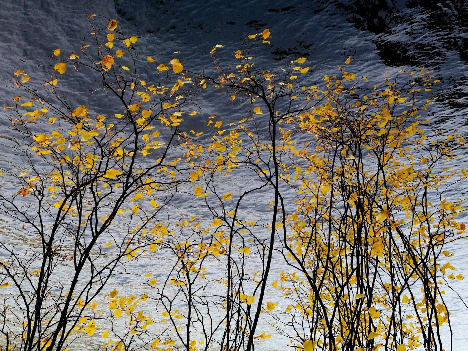 , Антон Лаба