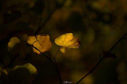 Dancing in the dark