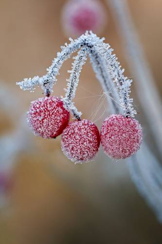 Калина в сахаре)